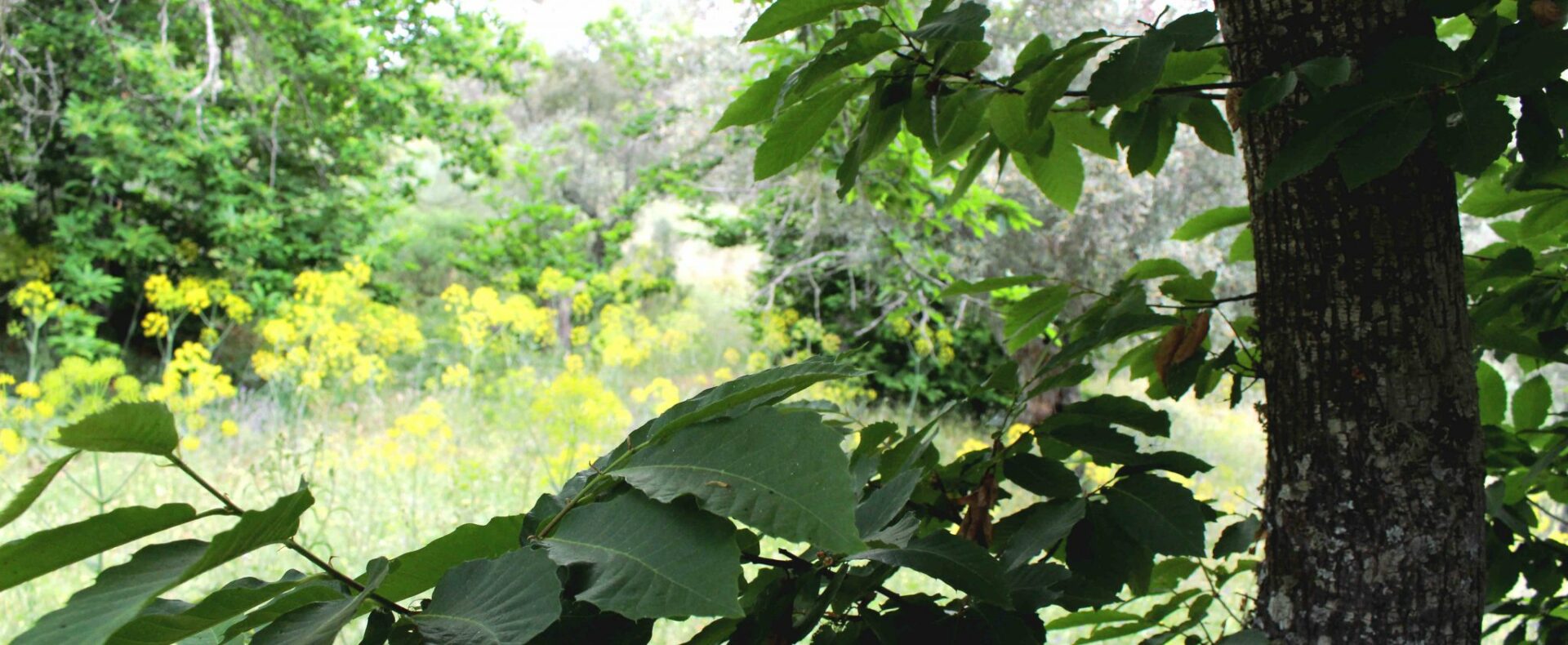 finca de 3.6 hectáreas en la Vega del Madroñal, San Vicente de Alcántara